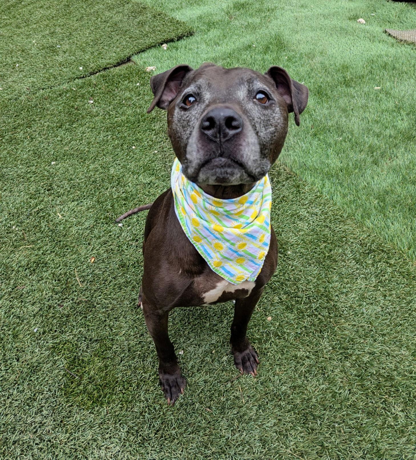 June, a Adoptable Pit Bull Terrier in Calhoun, GA image 1/3