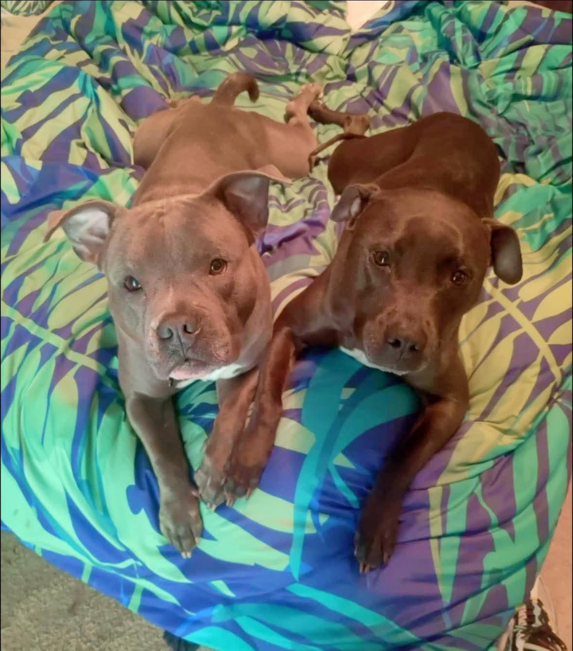 June, a Adoptable Pit Bull Terrier in Calhoun, GA image 2/3