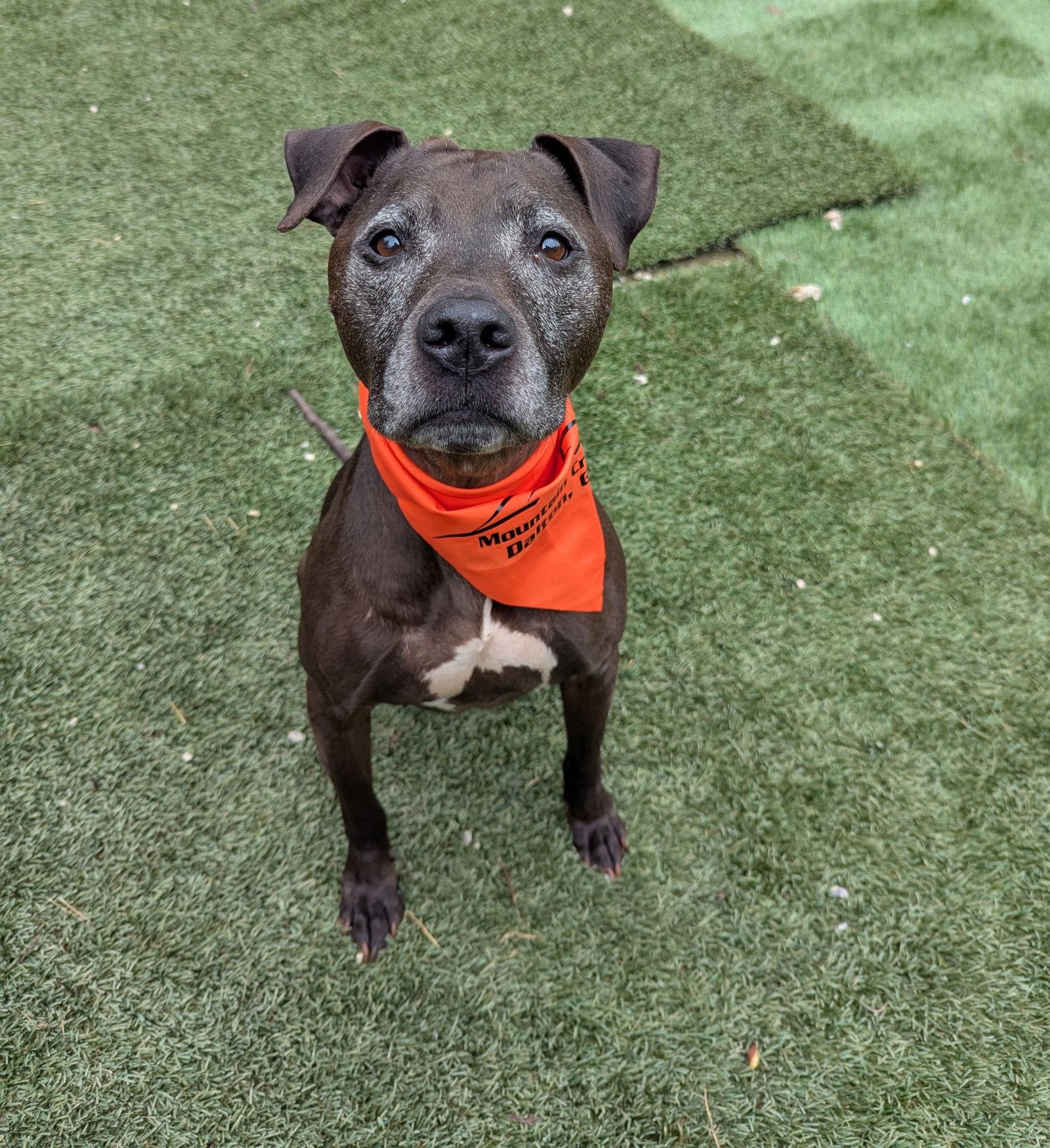 June, a Adoptable Pit Bull Terrier in Calhoun, GA image 3/3