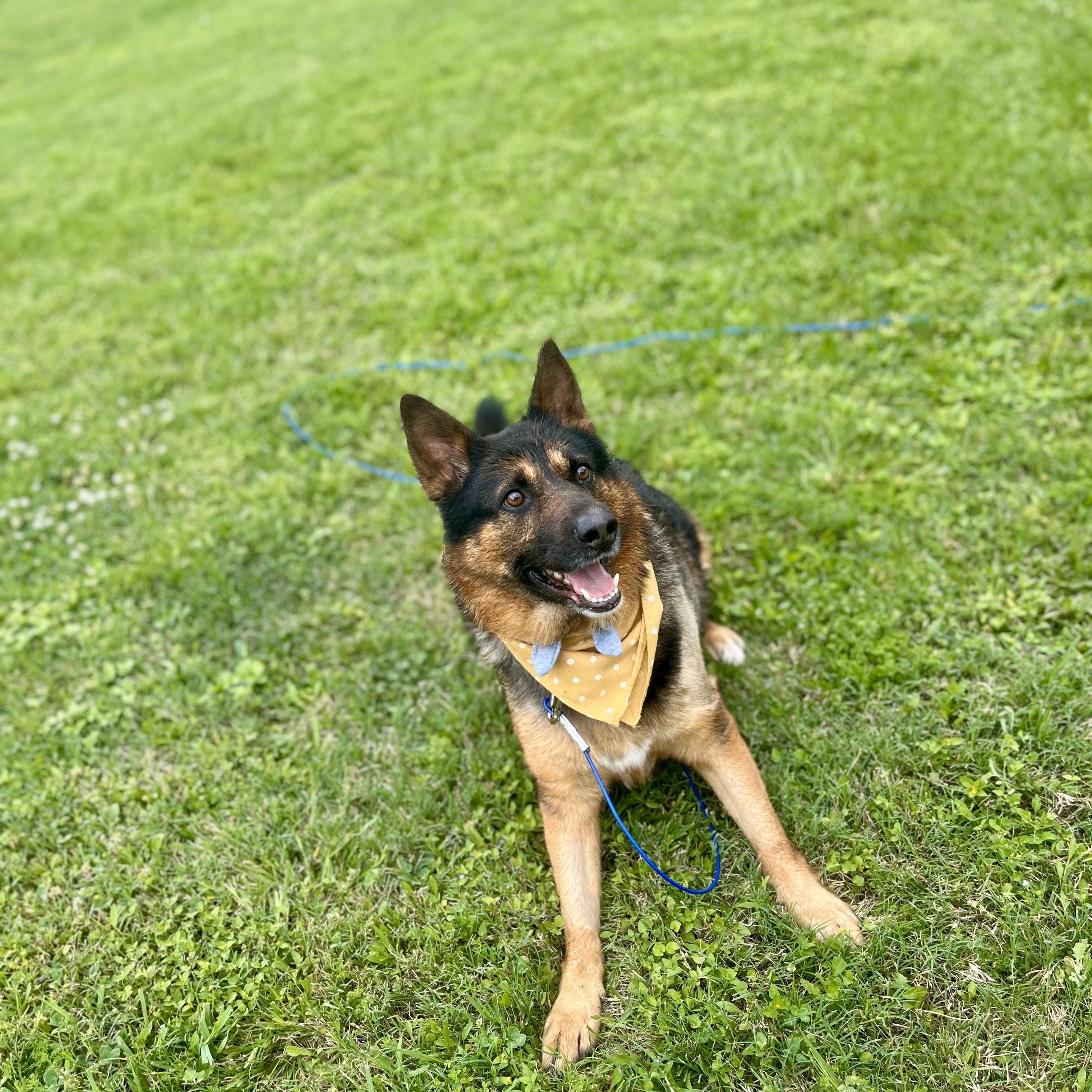 Gnocchi — thumbnail 4