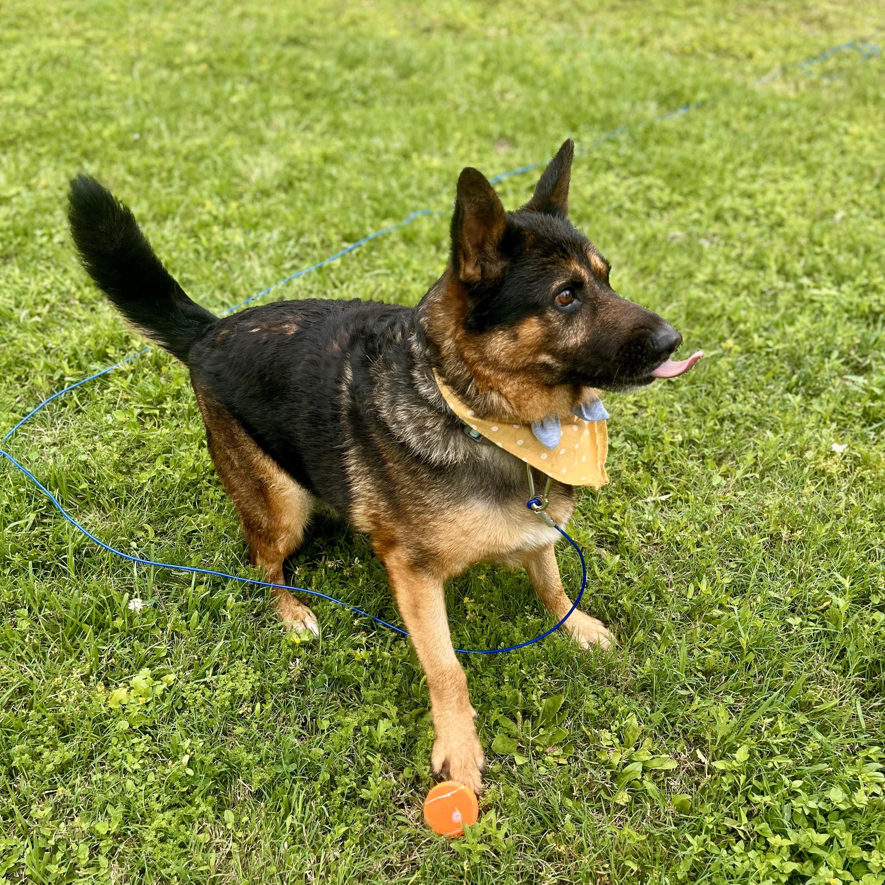 Gnocchi — thumbnail 5