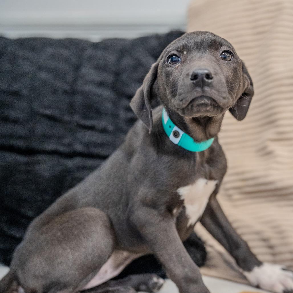 Enlarge Brynn, a Adoptable mixed breed in Pawling, NY image 2/6