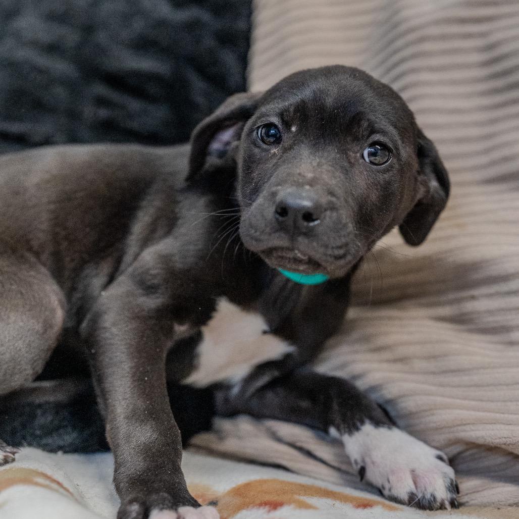 Enlarge Brynn, a Adoptable mixed breed in Pawling, NY image 3/6