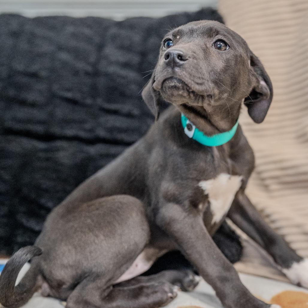 Enlarge Brynn, a Adoptable mixed breed in Pawling, NY image 4/6