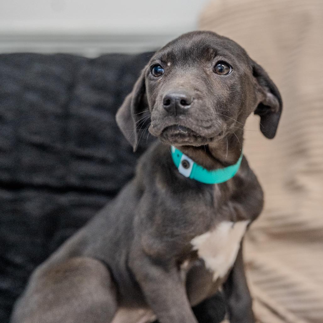 Enlarge Brynn, a Adoptable mixed breed in Pawling, NY image 5/6