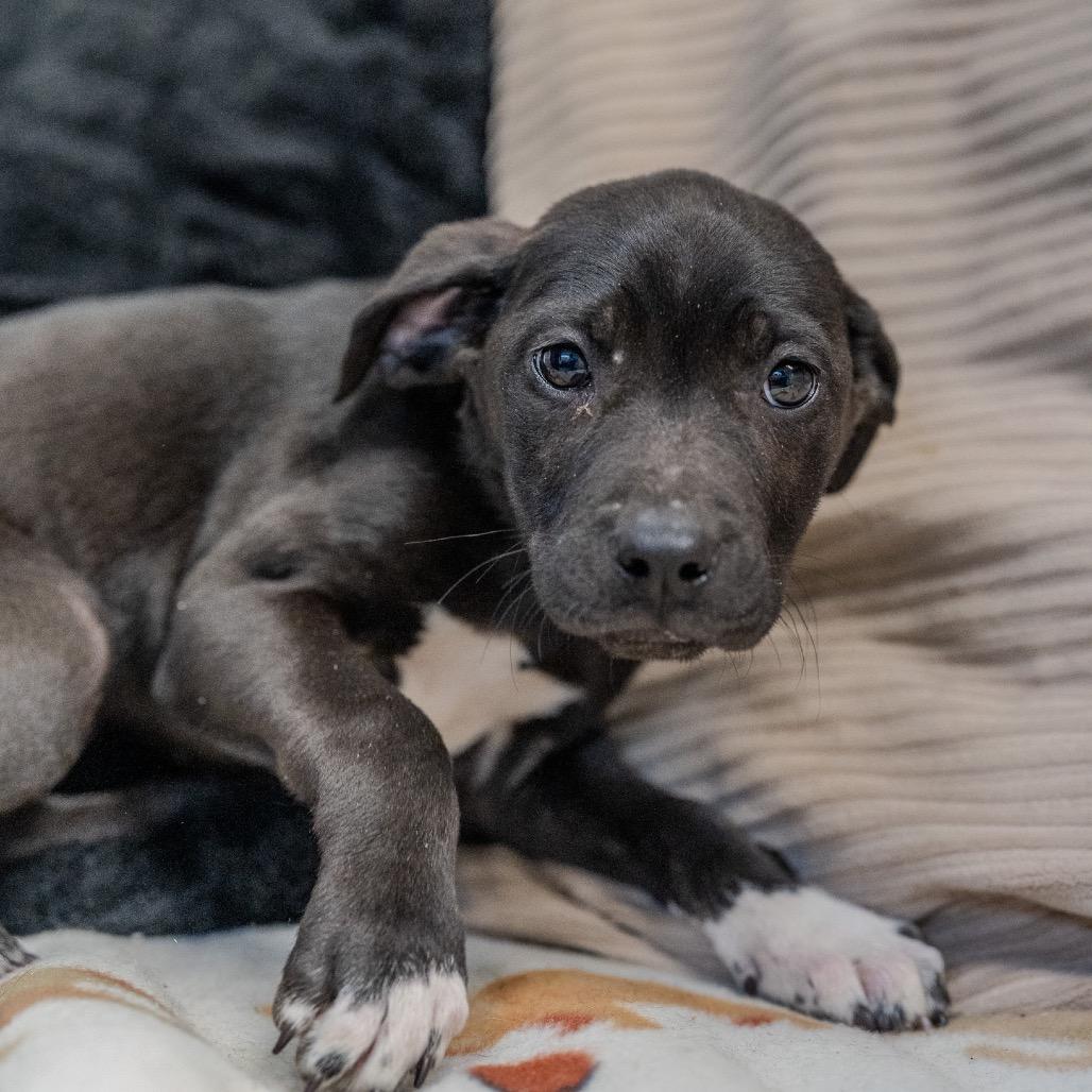 Enlarge Brynn, a Adoptable mixed breed in Pawling, NY image 6/6