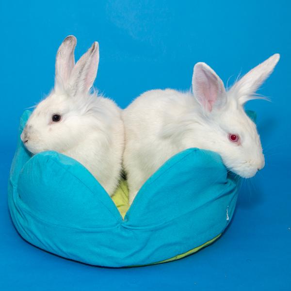 Enlarge Magenta, Jade, & Maize, a Adoptable Bunny Rabbit in Whittaker, MI image 4/5