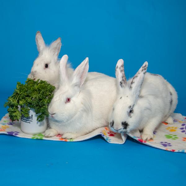 Magenta, Jade, & Maize, Adoptable, Young Female Bunny Rabbit.