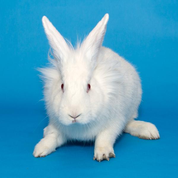 Enlarge Magenta, Jade, & Maize, a Adoptable Bunny Rabbit in Whittaker, MI image 5/5