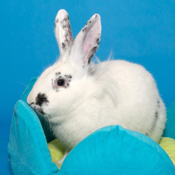 Enlarge Magenta, Jade, & Maize, a Adoptable Bunny Rabbit in Whittaker, MI image 2/5