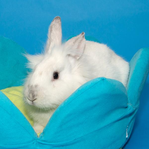 Enlarge Magenta, Jade, & Maize, a Adoptable Bunny Rabbit in Whittaker, MI image 3/5