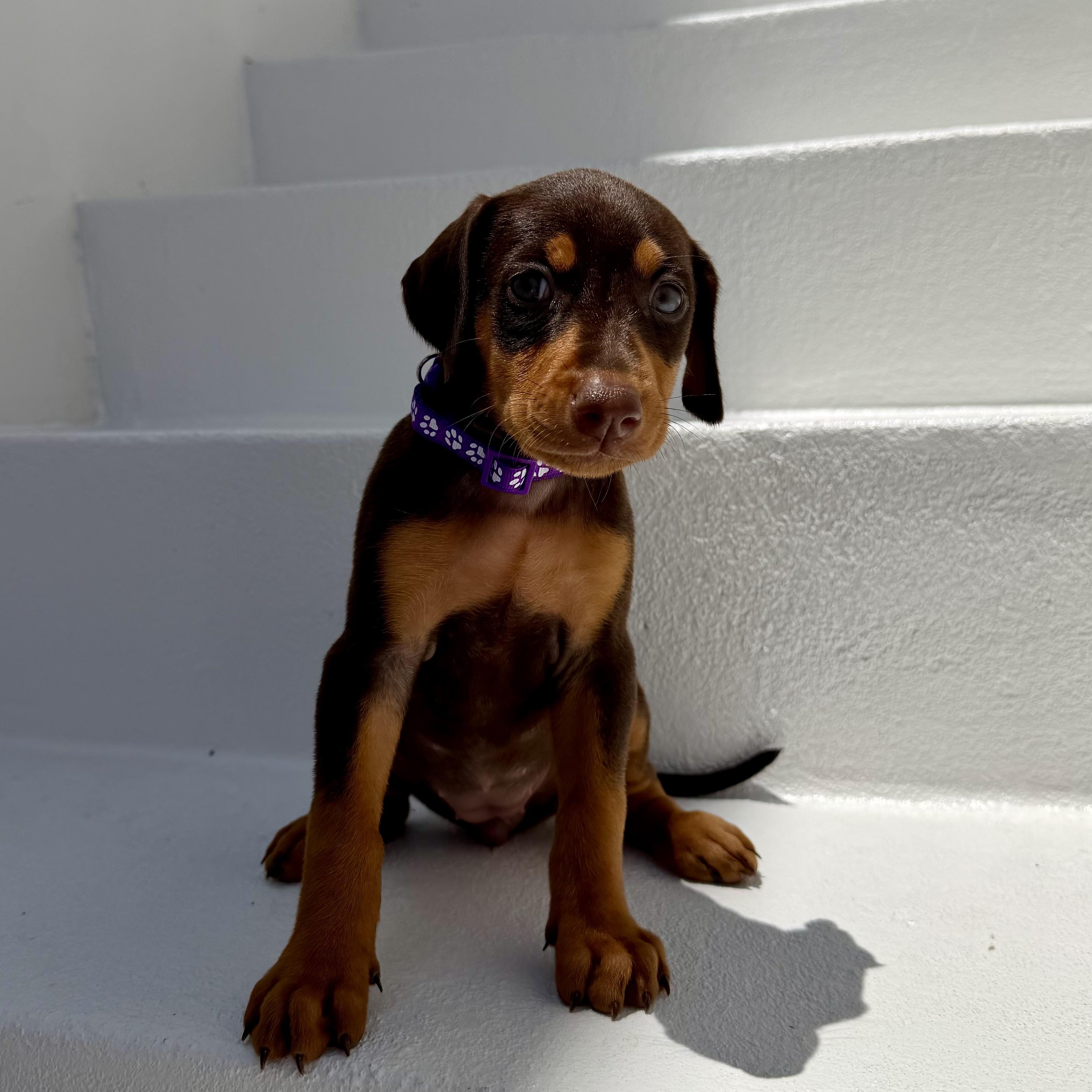 Enlarge Sunshine, an adopted Doberman Pinscher in Los Angeles, CA image 2/5