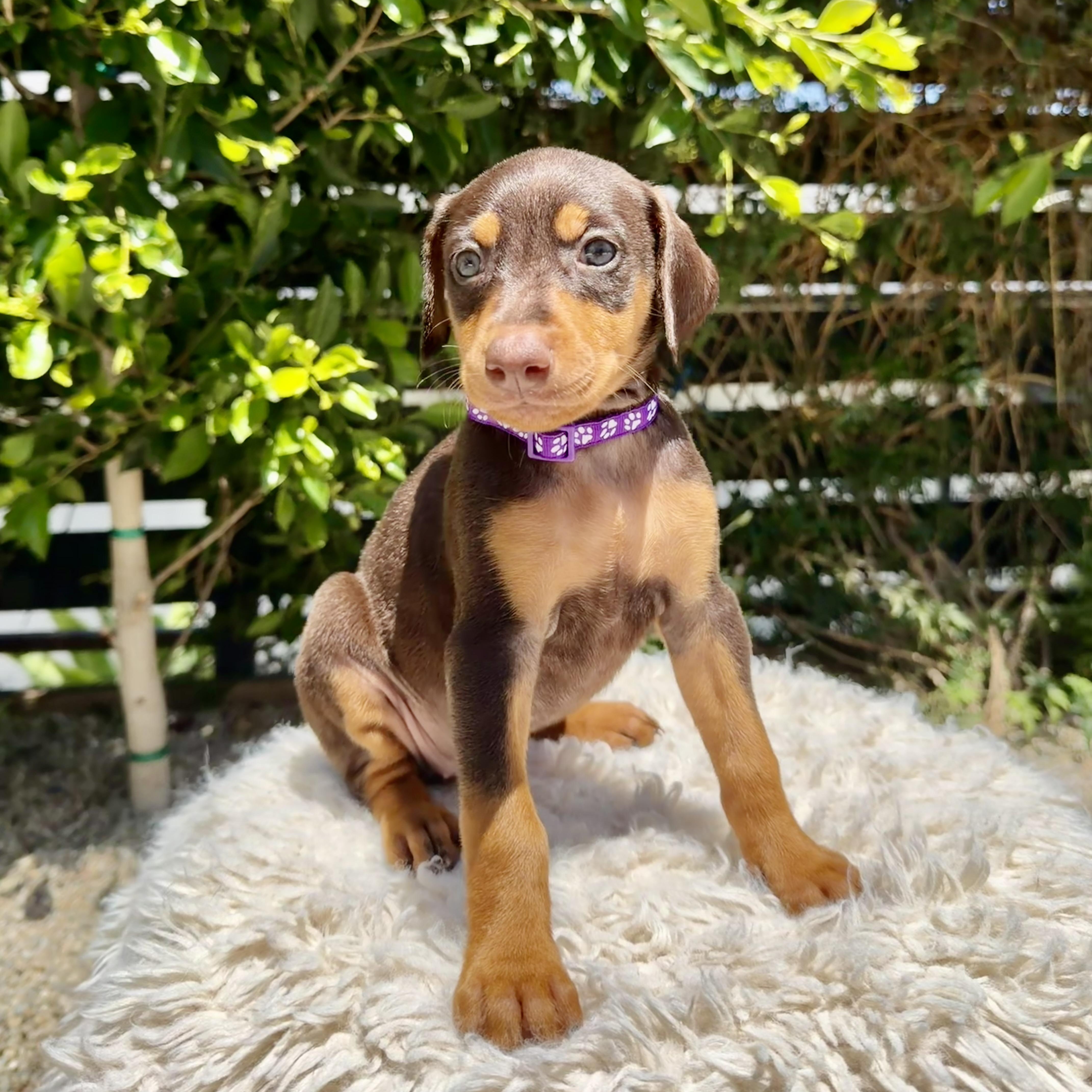 Enlarge Sunshine, an adopted Doberman Pinscher in Los Angeles, CA image 5/5