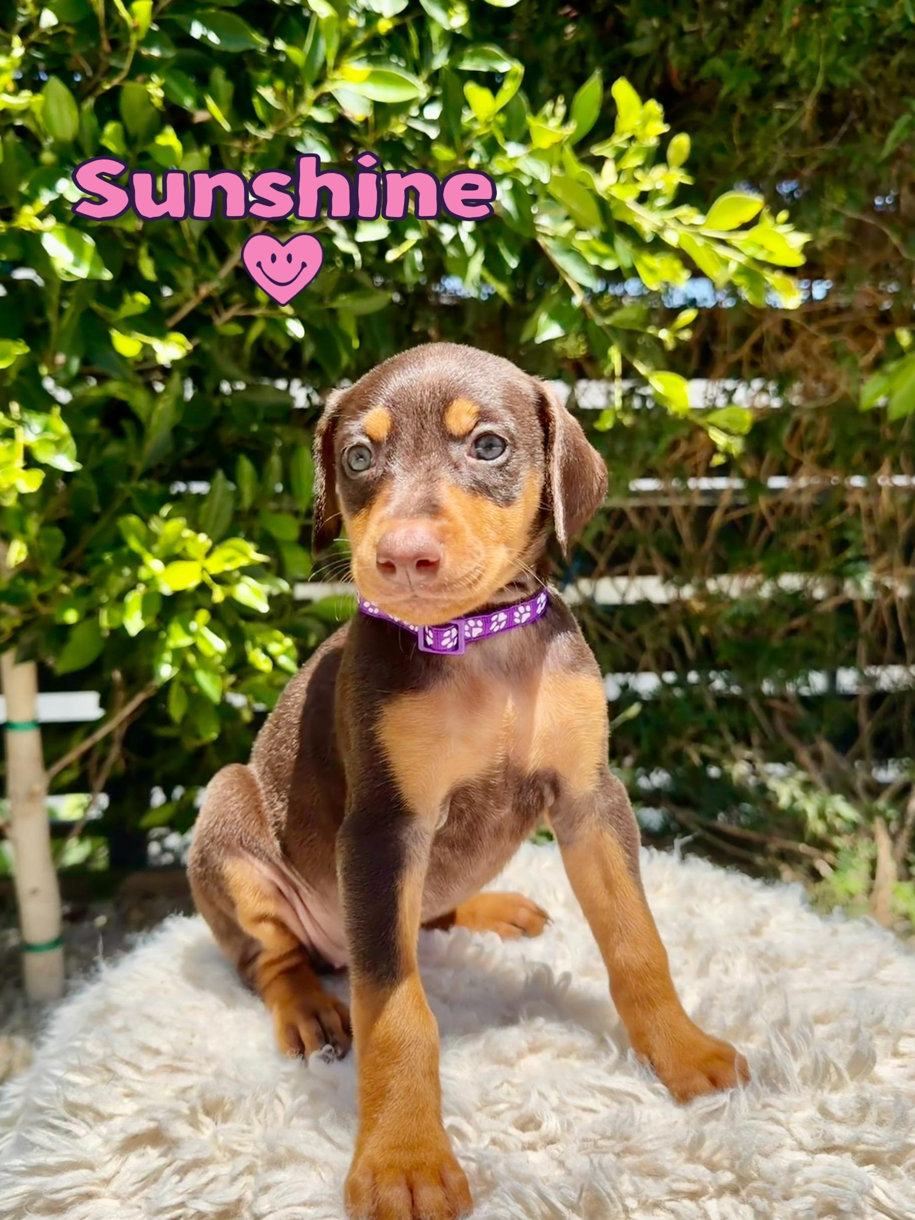 Enlarge Sunshine, an adopted Doberman Pinscher in Los Angeles, CA image 1/5