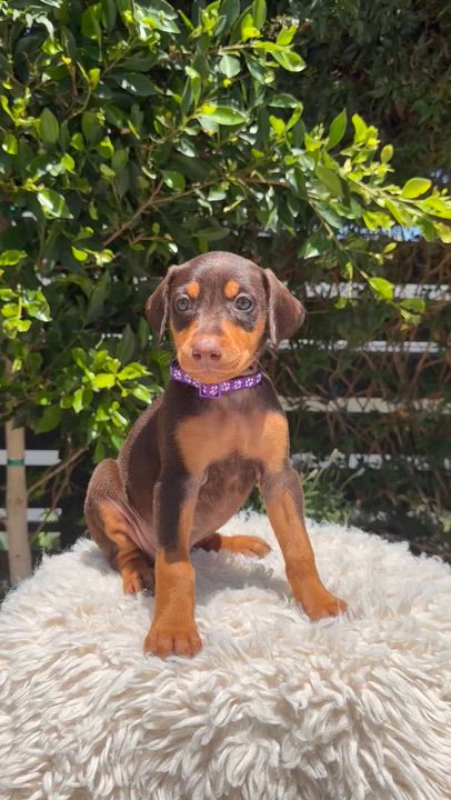 Enlarge Sunshine, an adopted Doberman Pinscher in Los Angeles, CA video 3/5