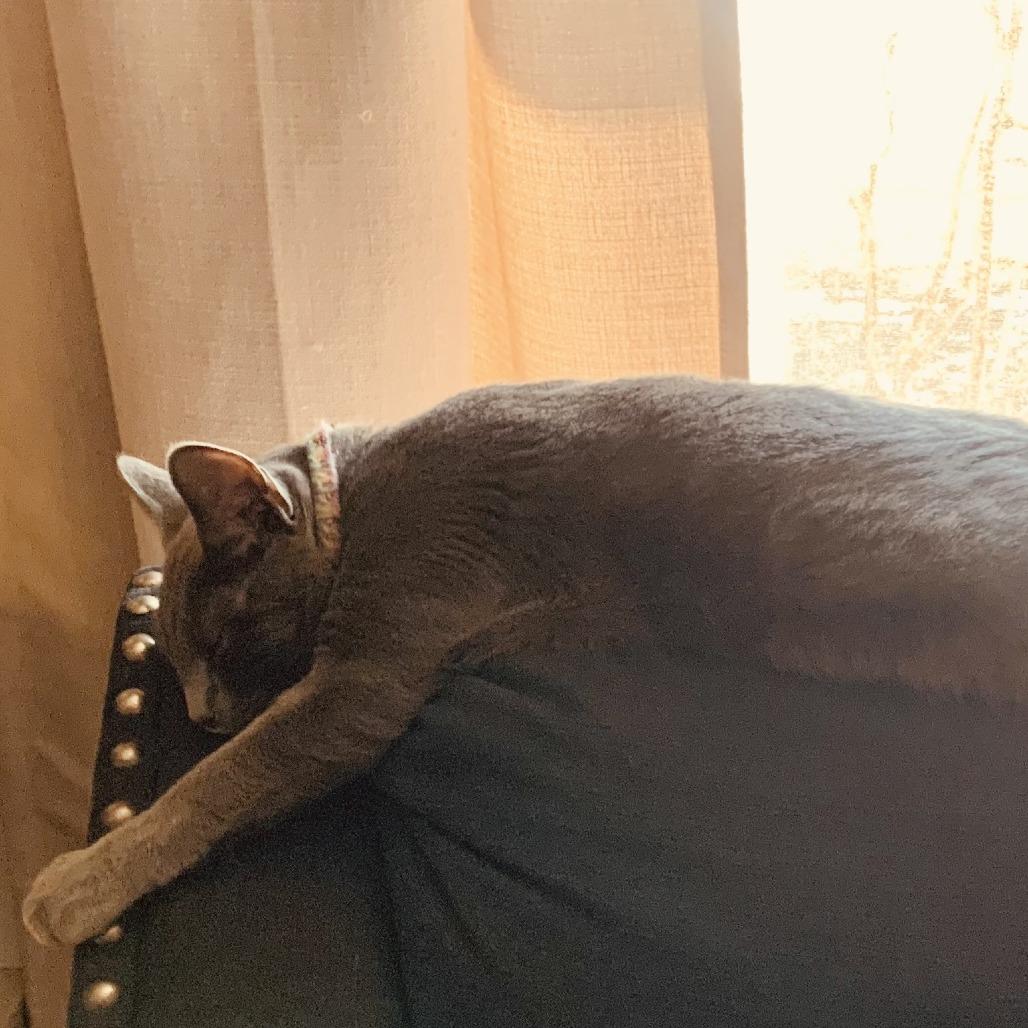 Enlarge Koal, a Adoptable Russian Blue in Chicago, IL image 1/6