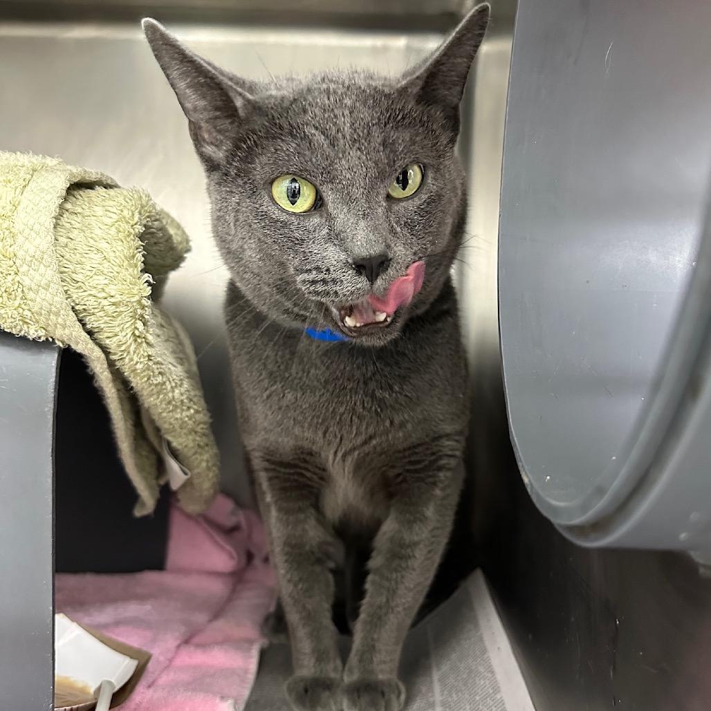 Enlarge Koal, a Adoptable Russian Blue in Chicago, IL image 2/6