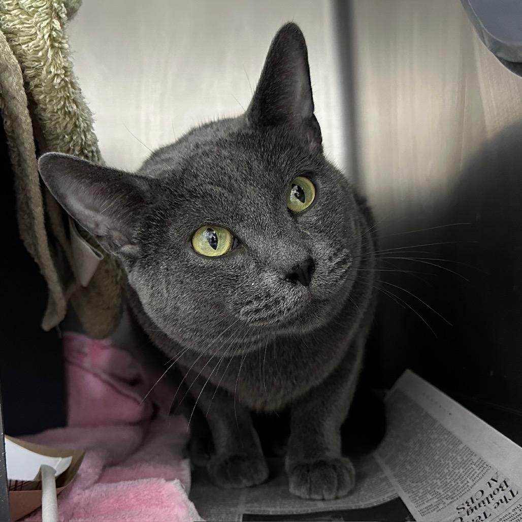 Enlarge Koal, a Adoptable Russian Blue in Chicago, IL image 3/6
