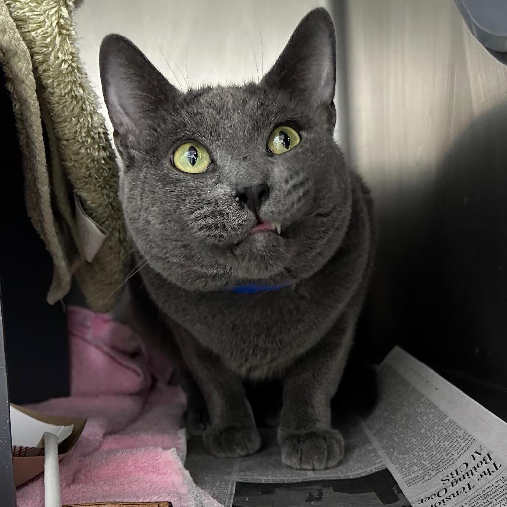 Enlarge Koal, a Adoptable Russian Blue in Chicago, IL image 4/6