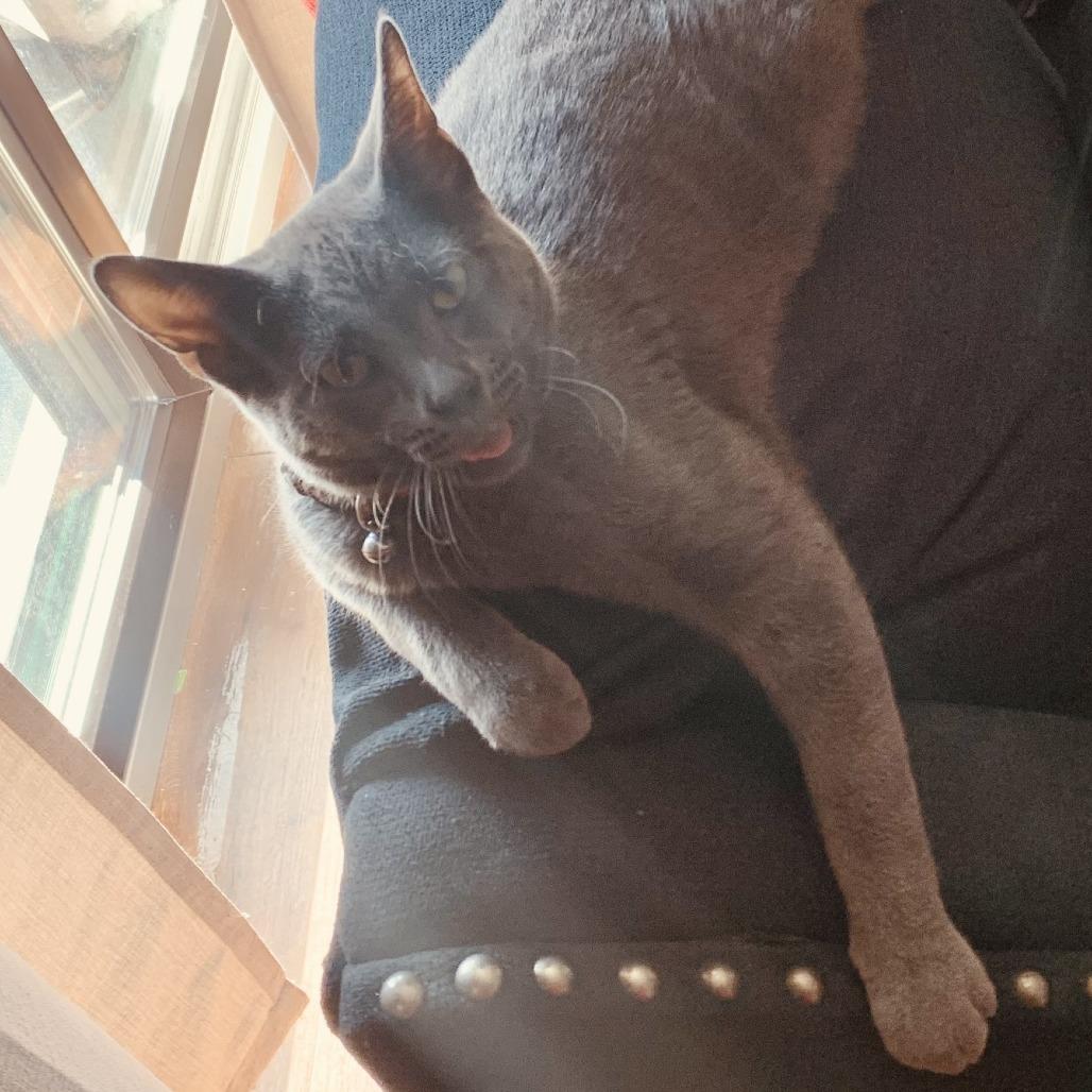 Enlarge Koal, a Adoptable Russian Blue in Chicago, IL image 5/6