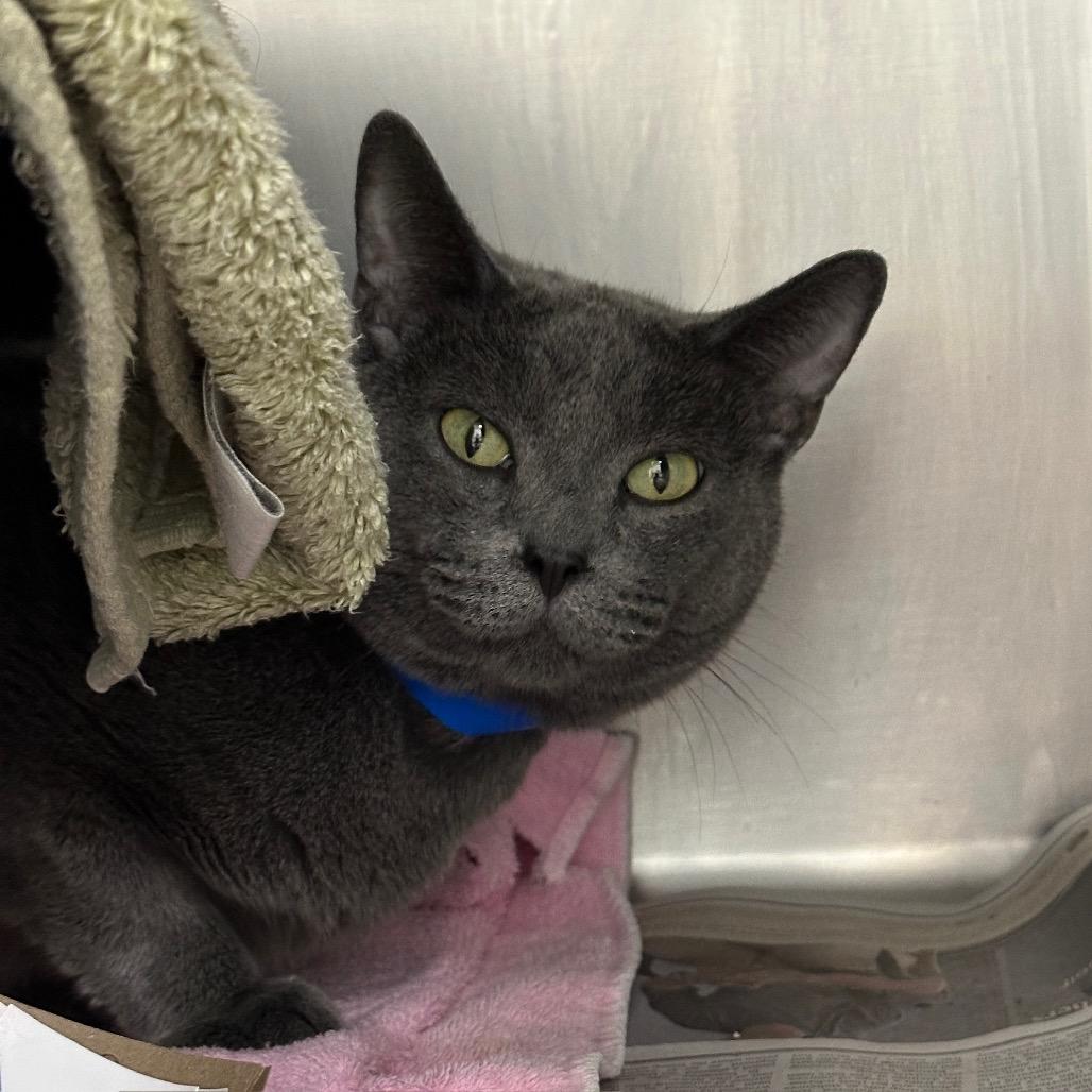 Enlarge Koal, a Adoptable Russian Blue in Chicago, IL image 6/6
