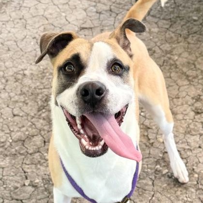 Bandito, Adult Male Mixed Breed