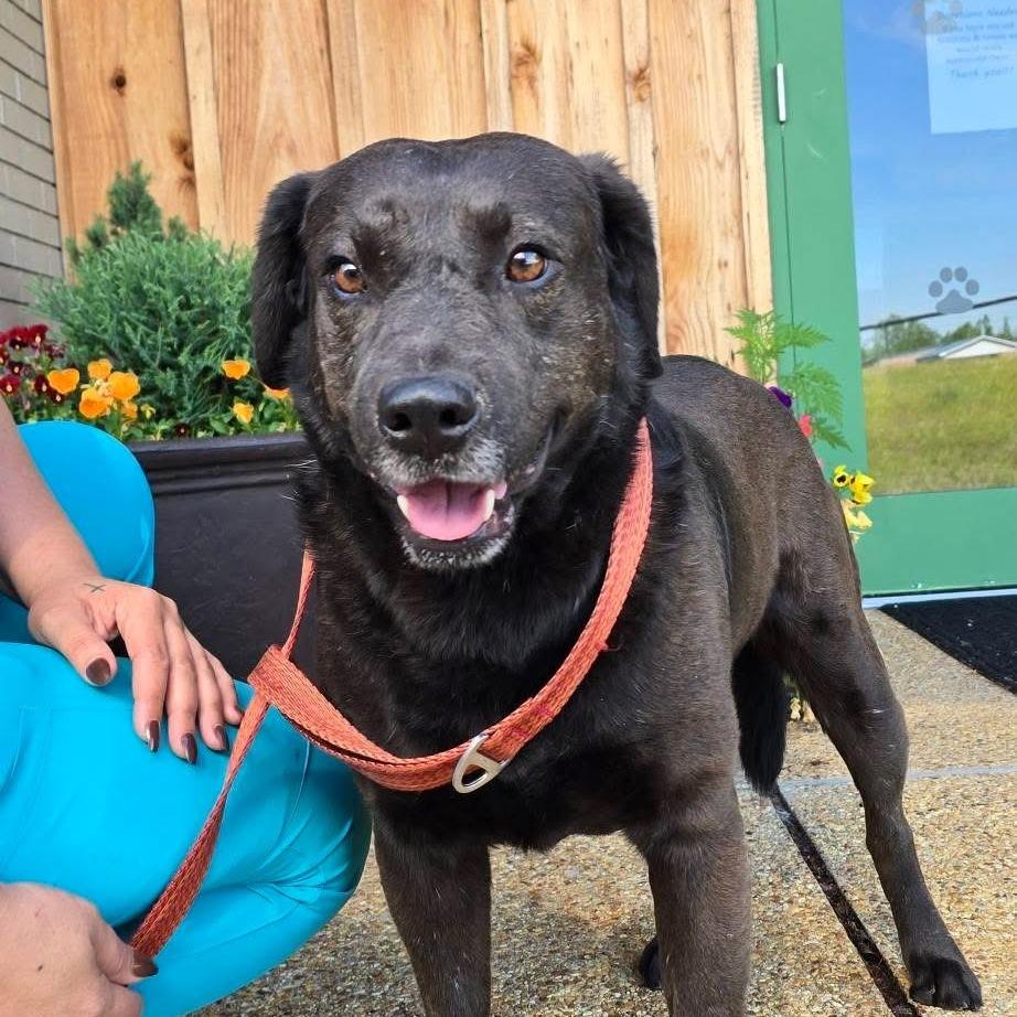 Enlarge Wren - 010510U, a Adoptable mixed breed in Tupelo, MS image 1/5
