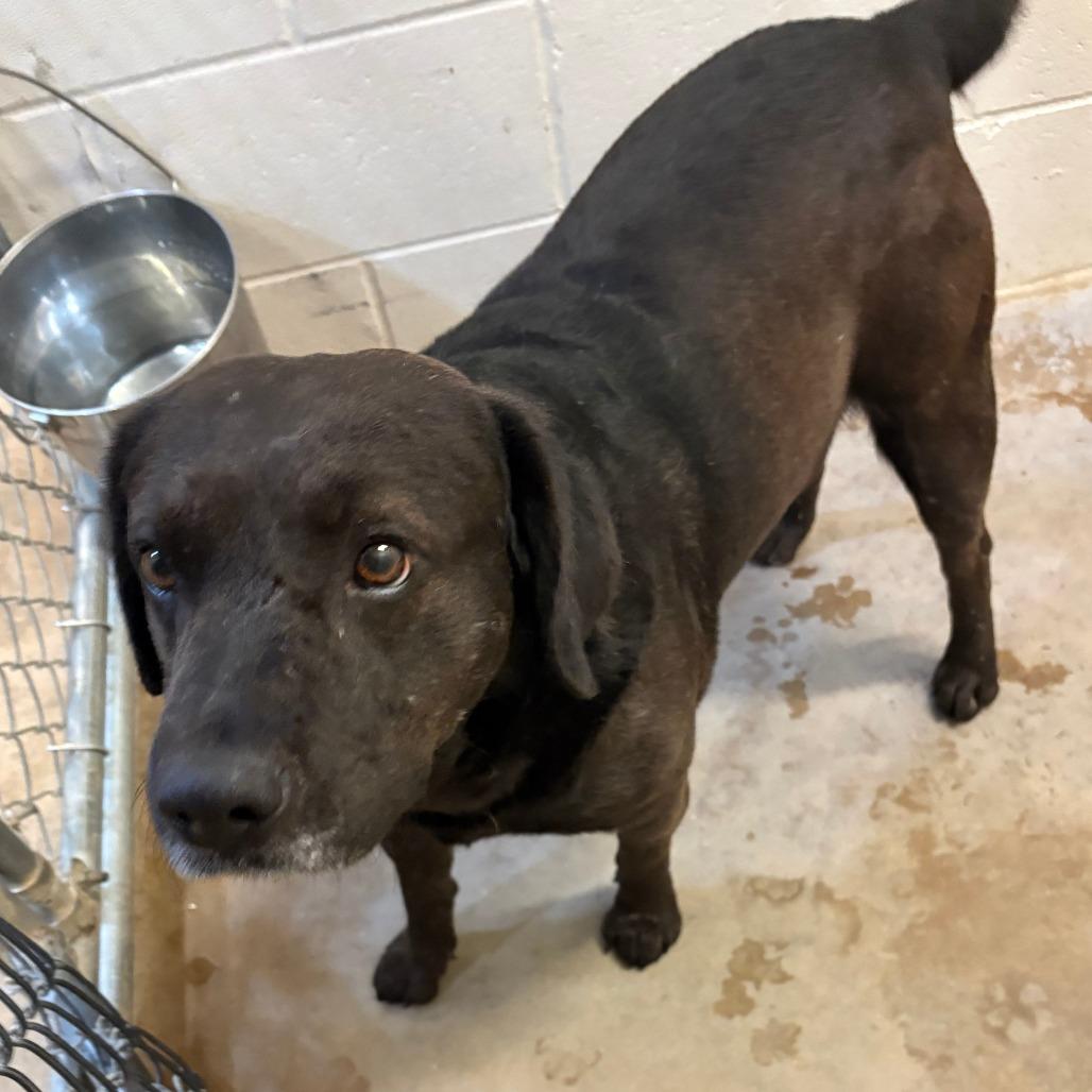 Enlarge Wren - 010510U, a Adoptable mixed breed in Tupelo, MS image 2/5