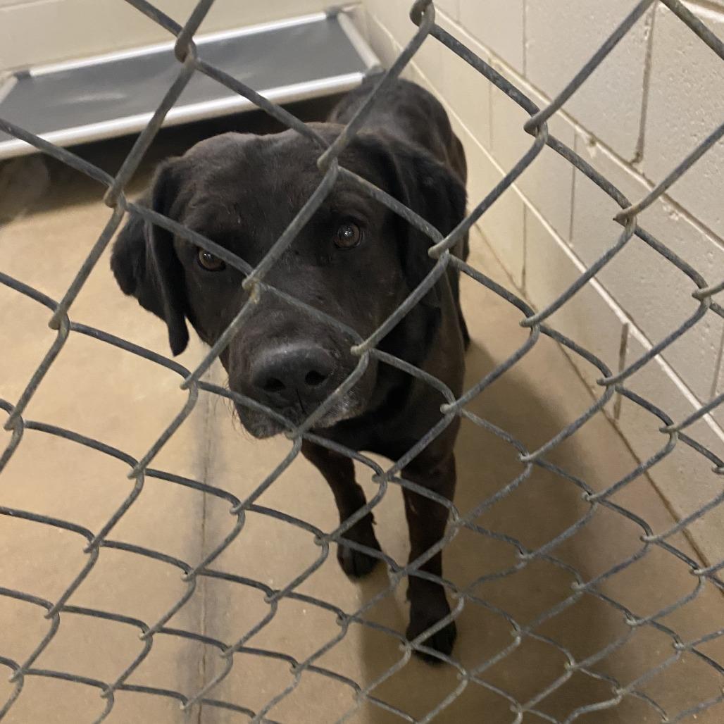 Enlarge Wren - 010510U, a Adoptable mixed breed in Tupelo, MS image 3/5