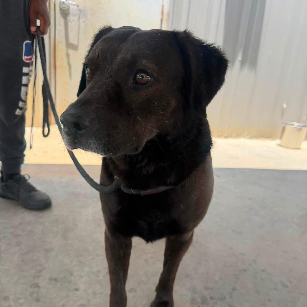 Enlarge Wren - 010510U, a Adoptable mixed breed in Tupelo, MS image 5/5