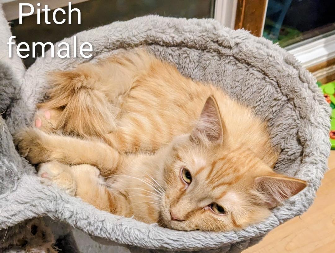 Enlarge Pitch, an adopted Domestic Medium Hair in Binghamton, NY image 2/3
