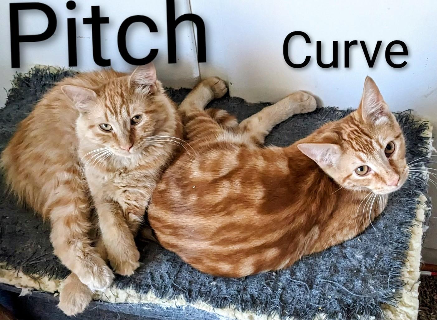 Enlarge Pitch, an adopted Domestic Medium Hair in Binghamton, NY image 3/3