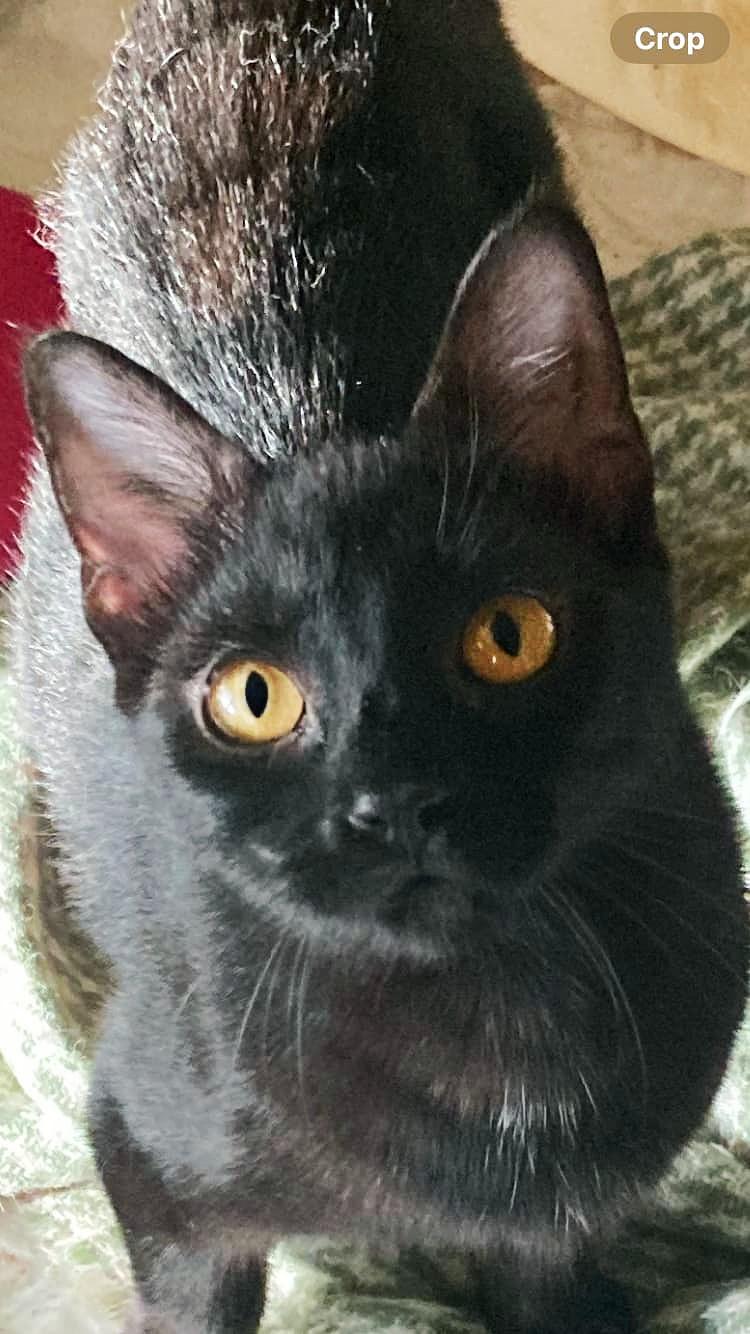 Prynne, Adoptable, Young Female Domestic Short Hair.