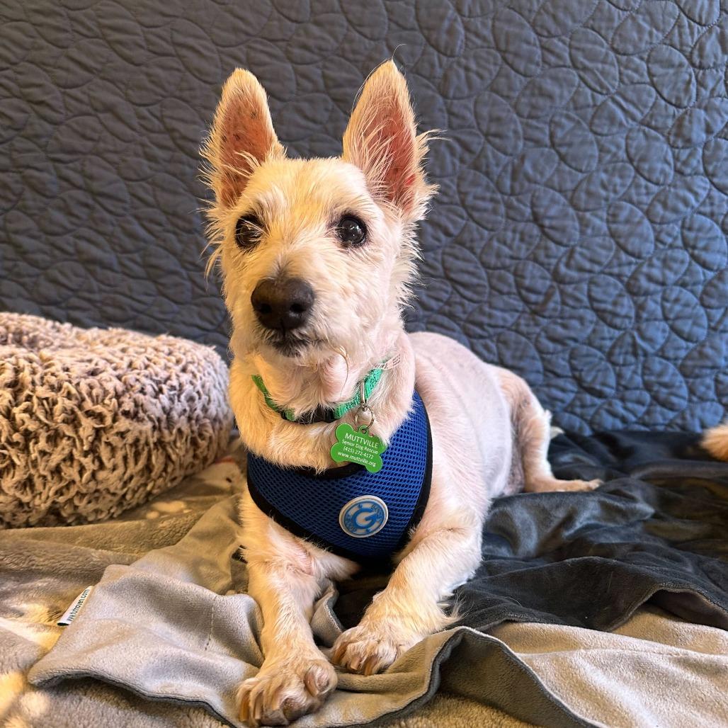 Enlarge Kickin 13973, a Adoptable West Highland White Terrier / Westie in San Francisco, CA image 1/6