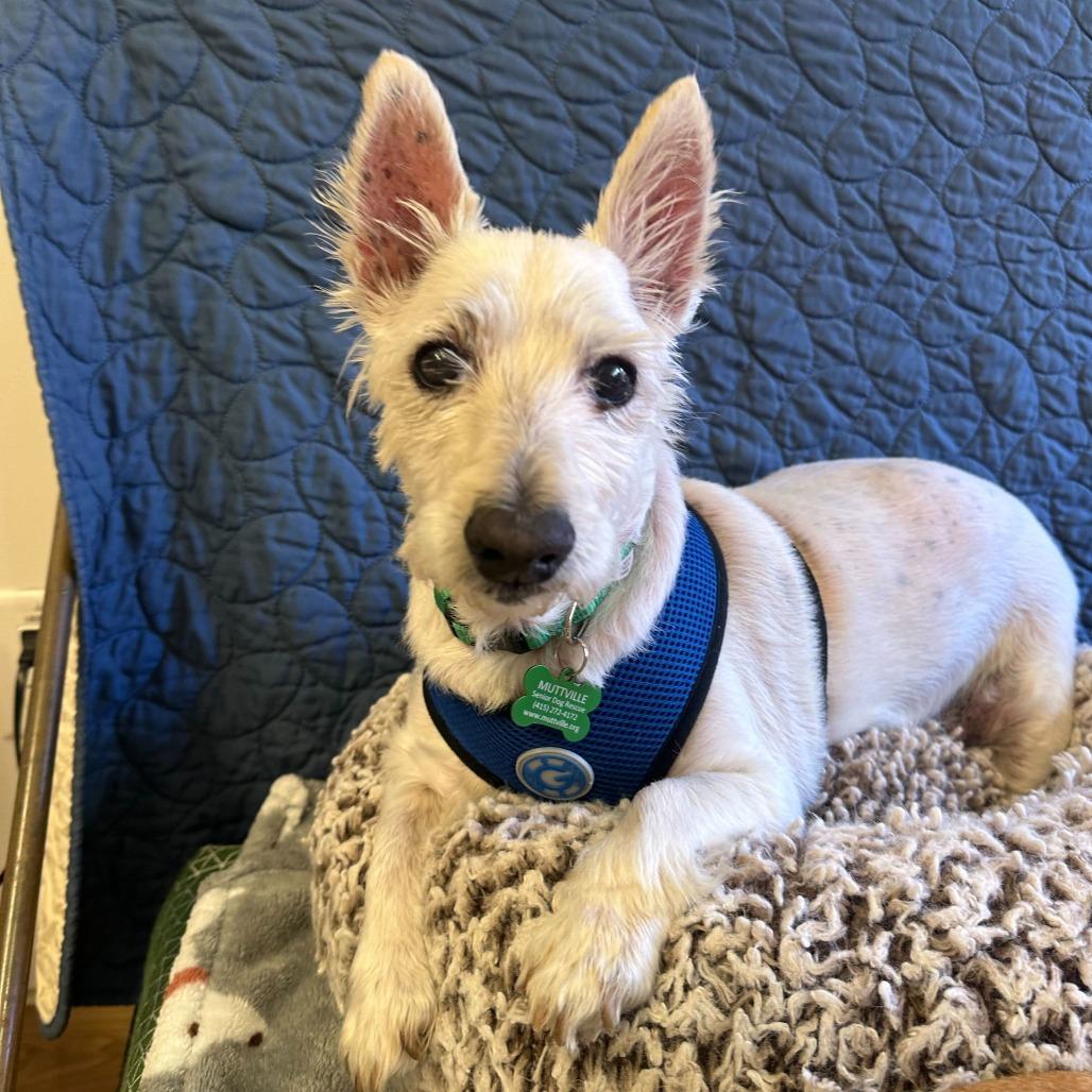 Enlarge Kickin 13973, a Adoptable West Highland White Terrier / Westie in San Francisco, CA image 2/6