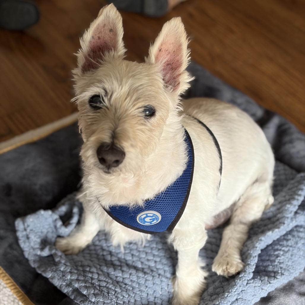 Enlarge Kickin 13973, a Adoptable West Highland White Terrier / Westie in San Francisco, CA image 3/6