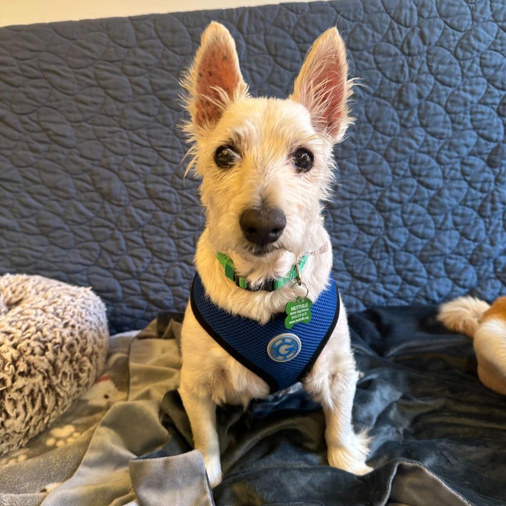 Enlarge Kickin 13973, a Adoptable West Highland White Terrier / Westie in San Francisco, CA image 4/6