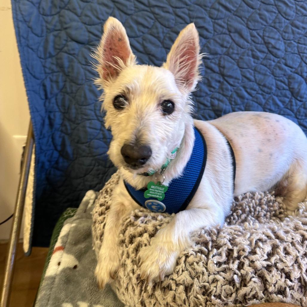 Enlarge Kickin 13973, a Adoptable West Highland White Terrier / Westie in San Francisco, CA image 5/6
