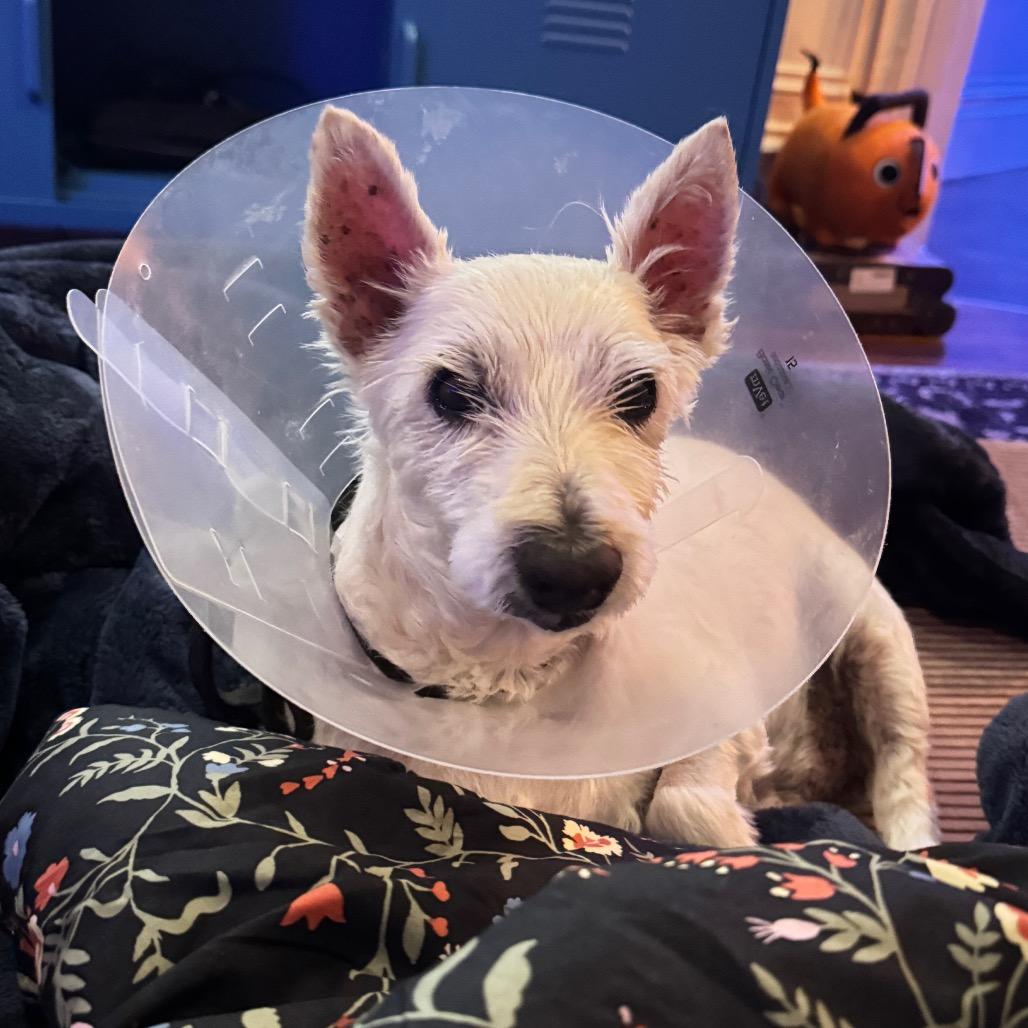 Enlarge Kickin 13973, a Adoptable West Highland White Terrier / Westie in San Francisco, CA image 6/6