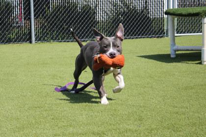 Hugh, Adoptable, Adult Male Pit Bull Terrier & Mixed Breed.