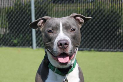 Enlarge Hugh, a Adoptable mixed breed in Kansas City, MO image 2/3