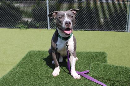 Enlarge Hugh, a Adoptable mixed breed in Kansas City, MO image 3/3