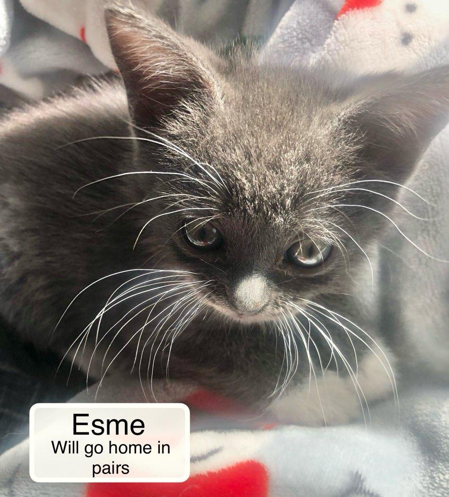 Esme bonded with Violet in foster care, a Adoptable Domestic Short Hair in Ellicott City, MD image 5/6