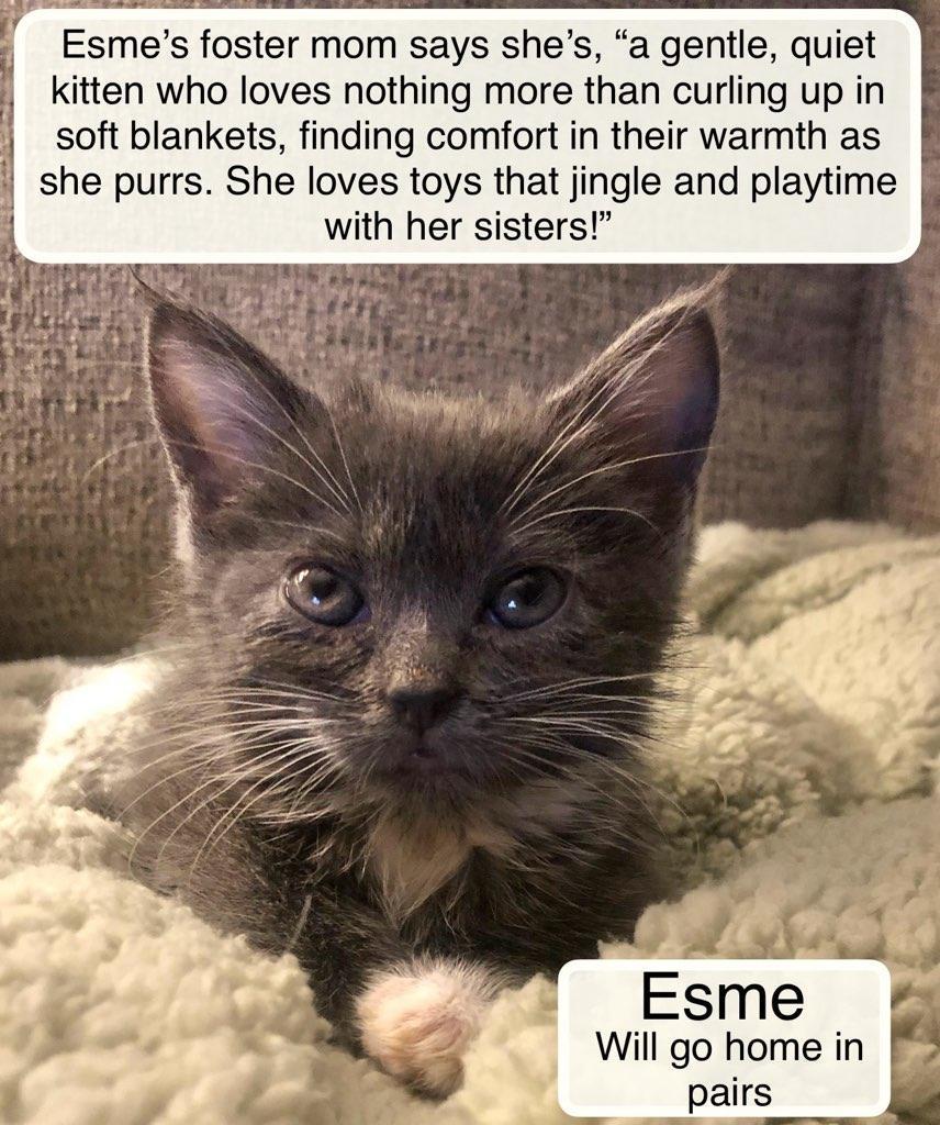 Esme bonded with Violet in foster care, a Adoptable Domestic Short Hair in Ellicott City, MD image 4/6