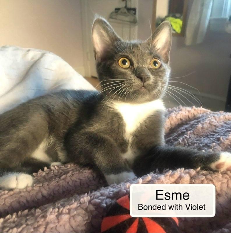 Esme bonded with Violet in foster care, a Adoptable Domestic Short Hair in Ellicott City, MD image 2/6
