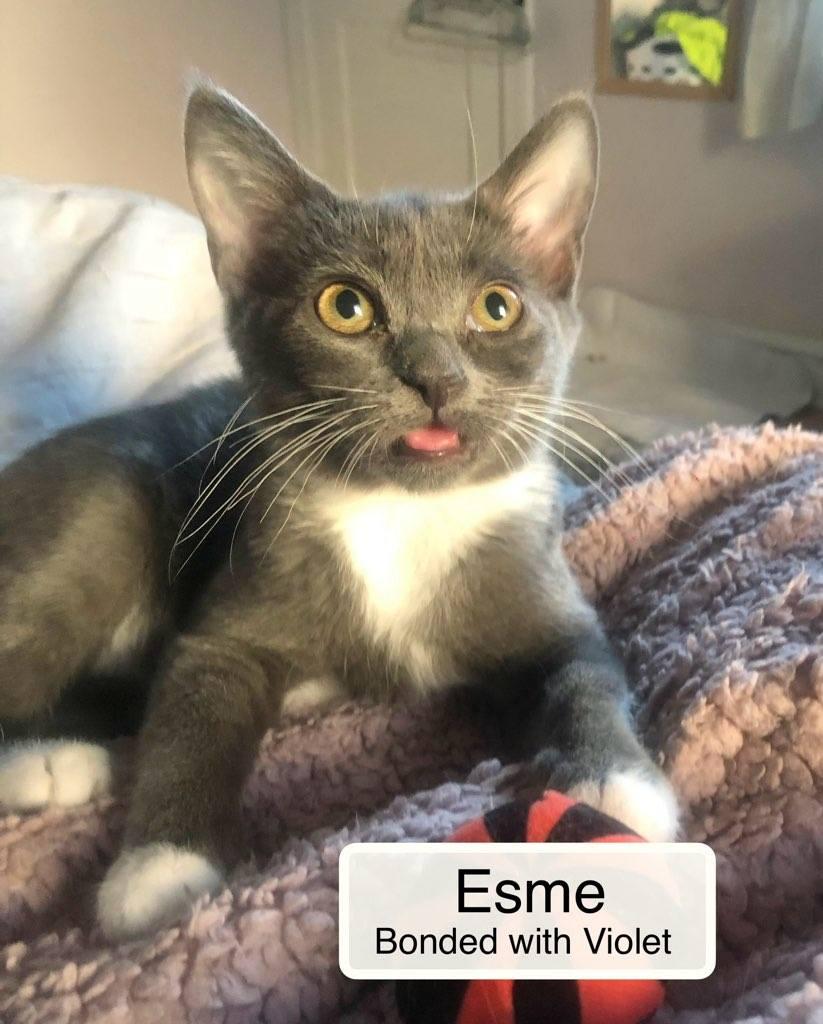 Esme bonded with Violet in foster care, a Adoptable Domestic Short Hair in Ellicott City, MD image 3/6