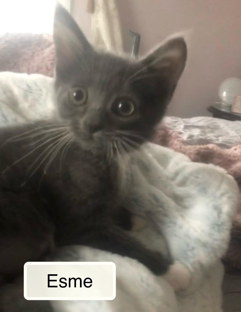 Esme bonded with Violet in foster care, a Adoptable Domestic Short Hair in Ellicott City, MD image 6/6