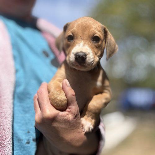 Gracie, Adoptable, Puppy Female American Foxhound & Black and Tan Coonhound.