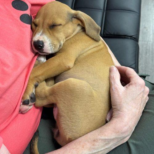 Enlarge Gracie, a Adoptable mixed breed in Wilmington, NC image 4/6