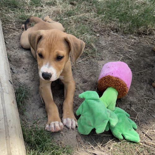 Gracie, a Adoptable mixed breed in Wilmington, NC image 2/6